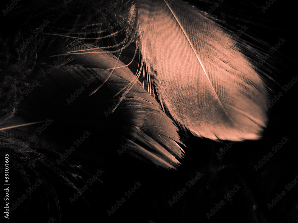 Obraz premium Beautiful abstract orange feathers on dark background, soft brown feather texture on pattern background, yellow feather background, love theme, valentines day