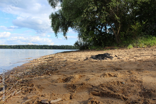 trees on the beach