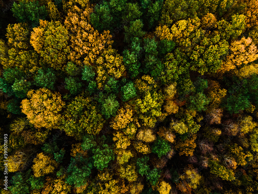 Colourful Foliage of Trees at Autumn Season in Park. Aerial Drone Landscape. Great Outdoors