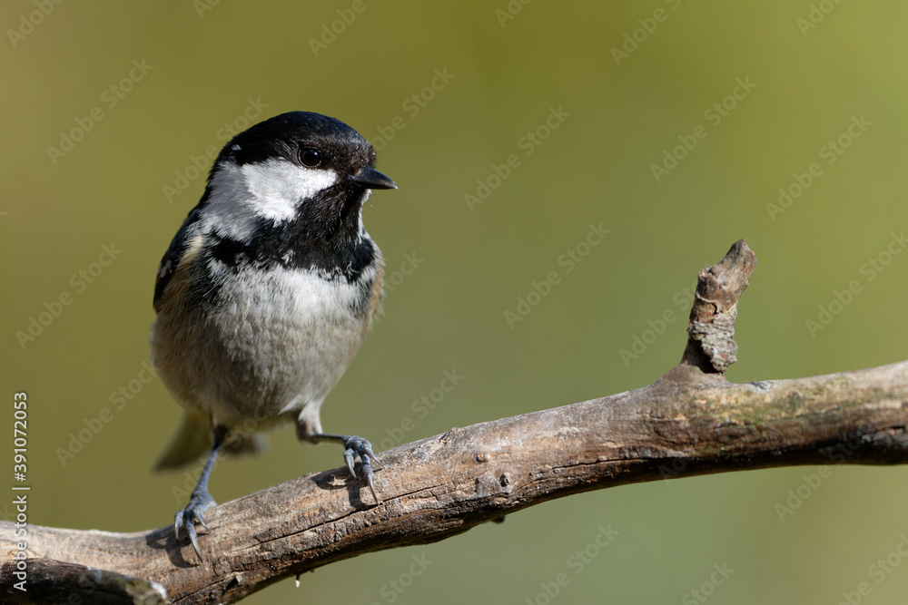 Fototapeta premium Tannenmeise