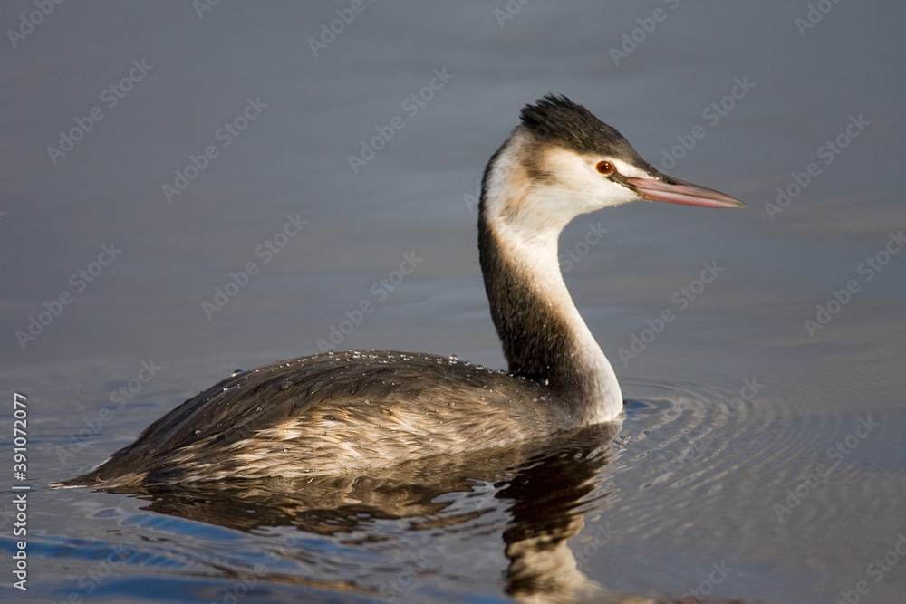 Great Crested Grebe, Fuut, Podiceps cristatus Great Crested Grebe, Fuut, Podiceps cristatus