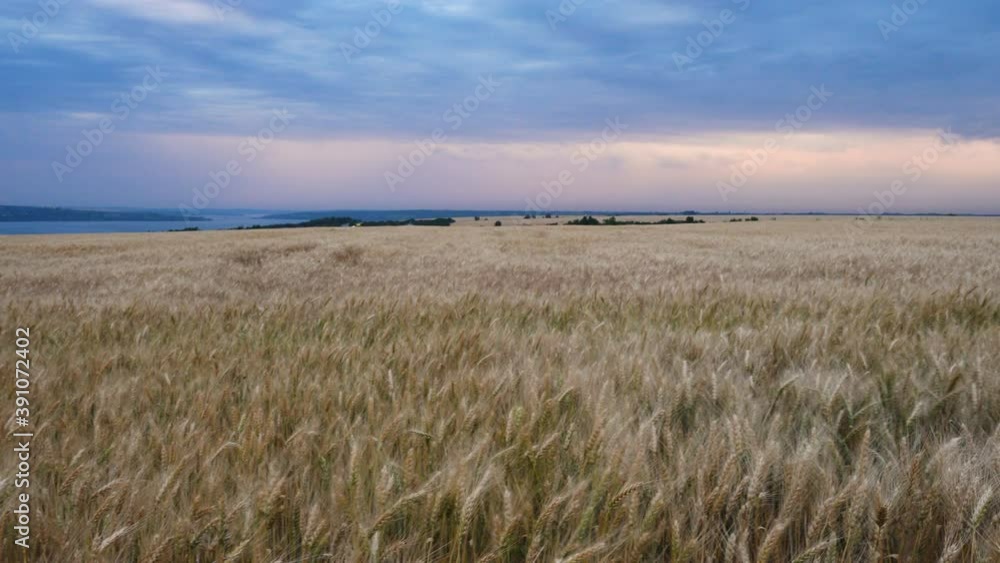 summer landscape with evening wheat field at the sunset time
summer landscape with evening wheat field at the sunset time