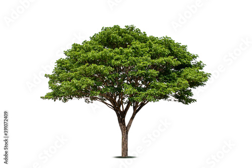 Chamchuri tree (Raintree) or Samanea saman Tree isolated on white background,soft focus. © Arthon