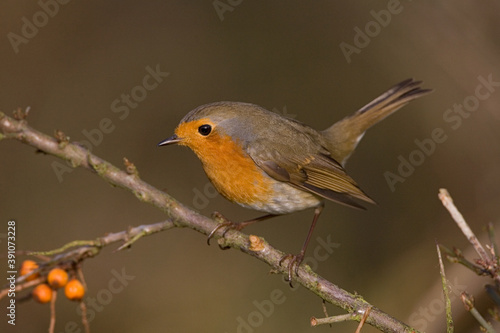 European Robin, Roodborst, Erithacus rubecula