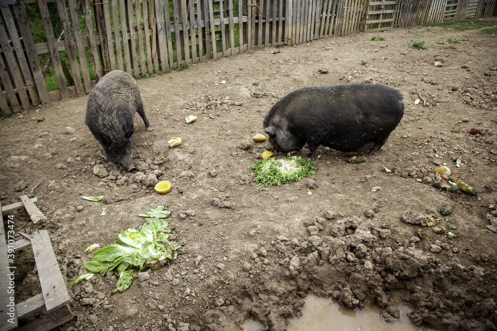 Pigs in farm Pigs in farm