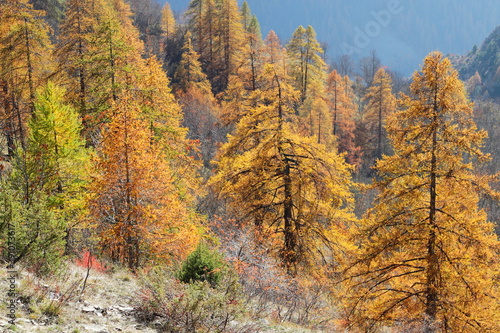 Autumn foliage in Maira valley cuneo italy