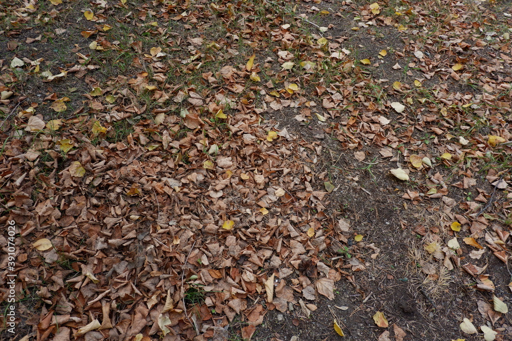leaves on ground leaves on ground