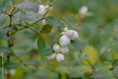 Bush with white berries, snowfield, close-up