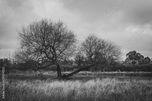 Autumn black and white landscape. Luxurious apple tree without leaves in a meadow.