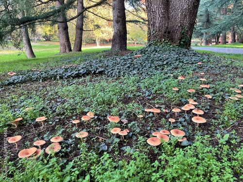 Funghi d'autunno a Basiglio - Parco Sud Milano