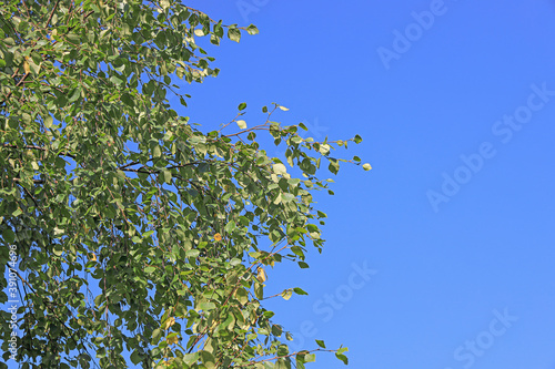 green leaves of the birch on background blue sky