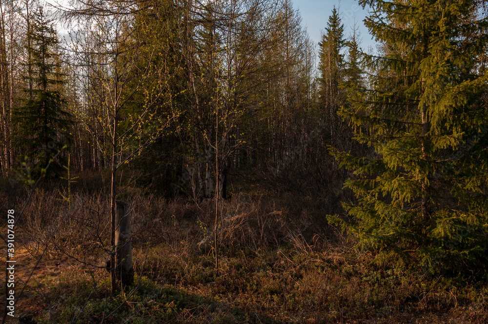 Fototapeta premium Early spring forest with pines and spruces with short needles and birches without leaves on the background with tender blue sky. Sunny day