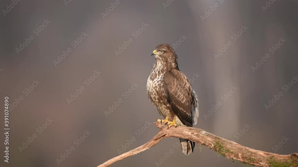 Common buzzard ( Buteo buteo ) close up Common buzzard ( Buteo buteo ) close up