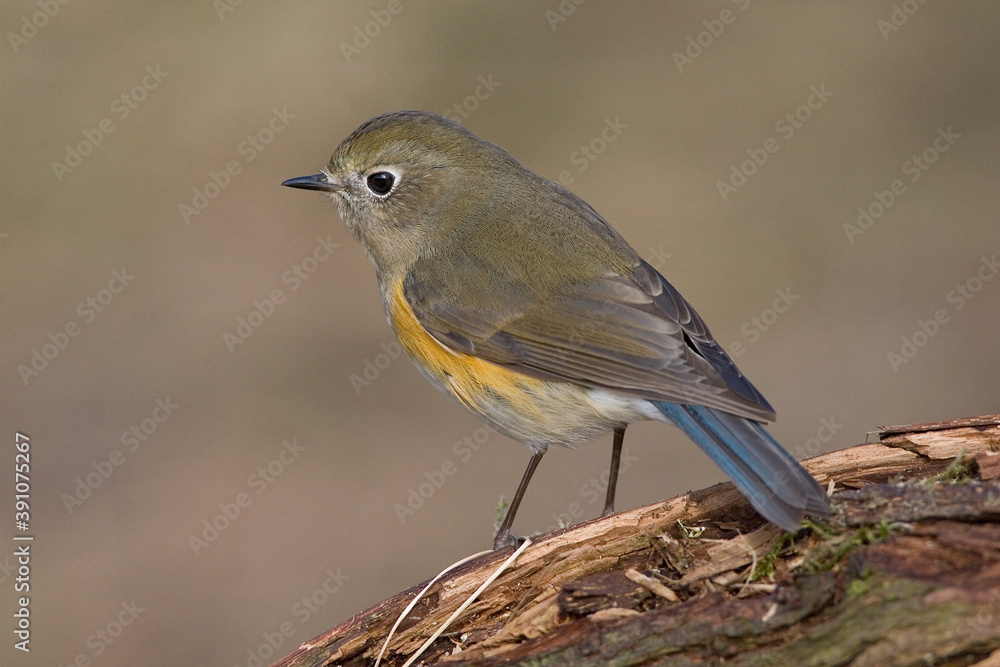 Fototapeta premium Red-flanked Bluetail, Blauwstaart, Luscinia cyanura
