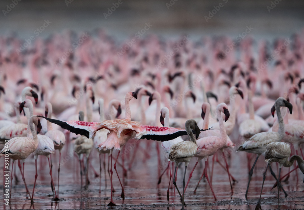Naklejka premium Lesser Flamingos at Lake Bogoria in the evening hours , Kenya