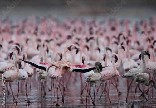 Lesser Flamingos at Lake Bogoria in the evening hours , Kenya