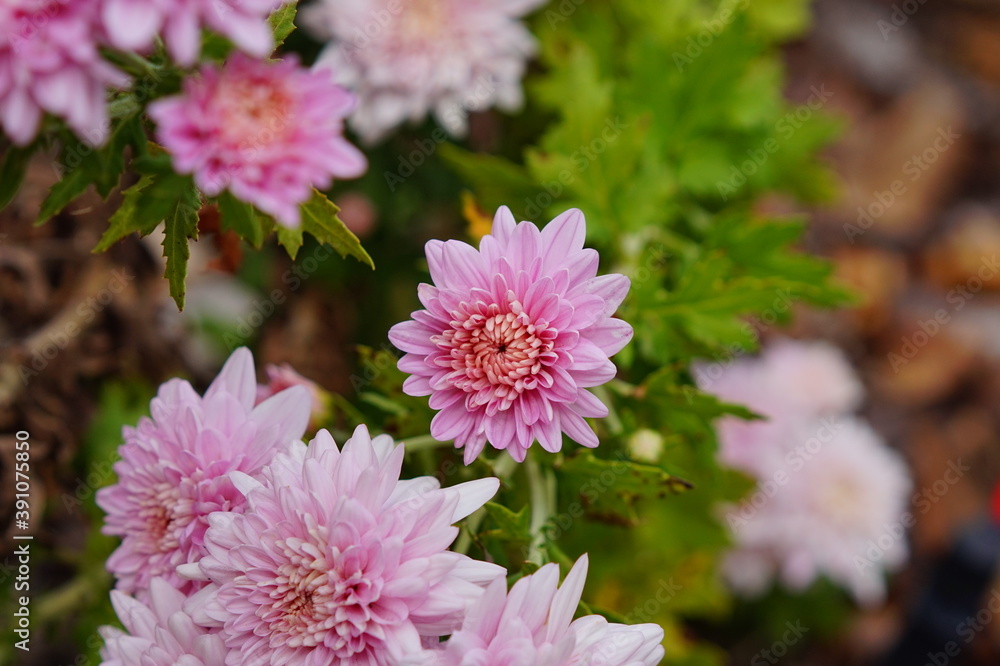 Chrysanthemum flower bud in a garden Chrysanthemum flower bud in a garden