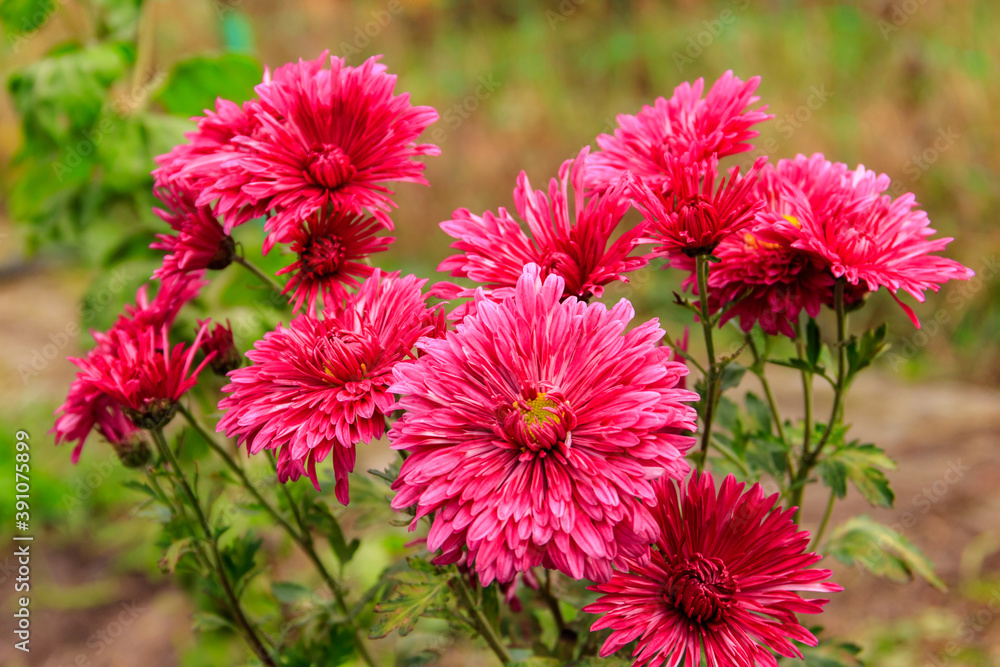 Beautiful chrysanthemum in a garden Beautiful chrysanthemum in a garden