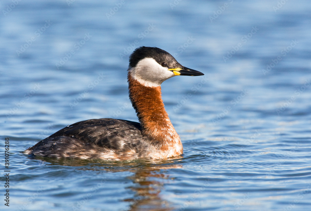 Roodhalsfuut, Red-necked Grebe, Podiceps grisegena