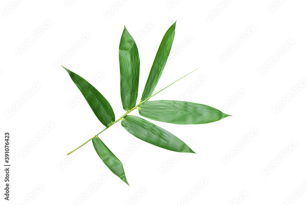 Fototapeta premium The stalks and leaves of bamboo have beautiful leaves on a white background.