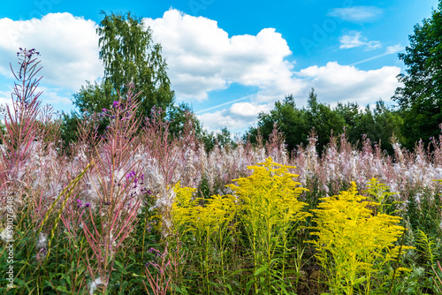 Yellow flowers of goldenrod and fluffy stems of willow - tea in a Sunny glade. photo