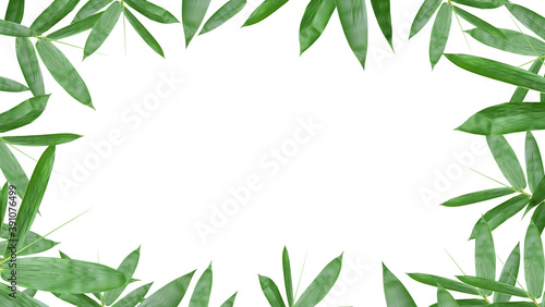 Green bamboo leaf frame