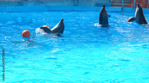 Four dolphins circling in the pool with a sword          
