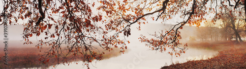 Banner autumn landscape tree branches with yellow leaves over river in fog © SerPhoto