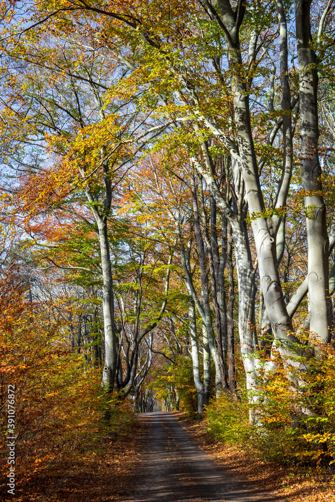 Obraz premium Herbstlandschaft zwischen Seeberg und Alter Sternwarte