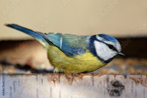 Blaumeise im Vogelhaus © JuergenL