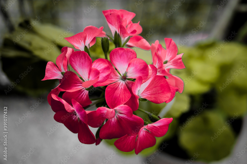 Fototapeta premium A red malvon, geranio flower