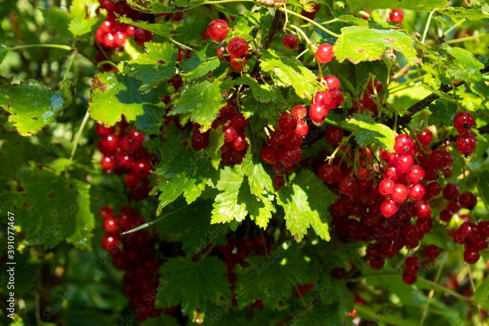 red currant red currant