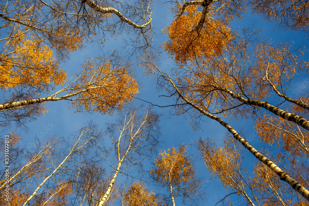 Birch trees with yellow leaves against a blue sky bottom view Birch trees with yellow leaves against a blue sky bottom view
