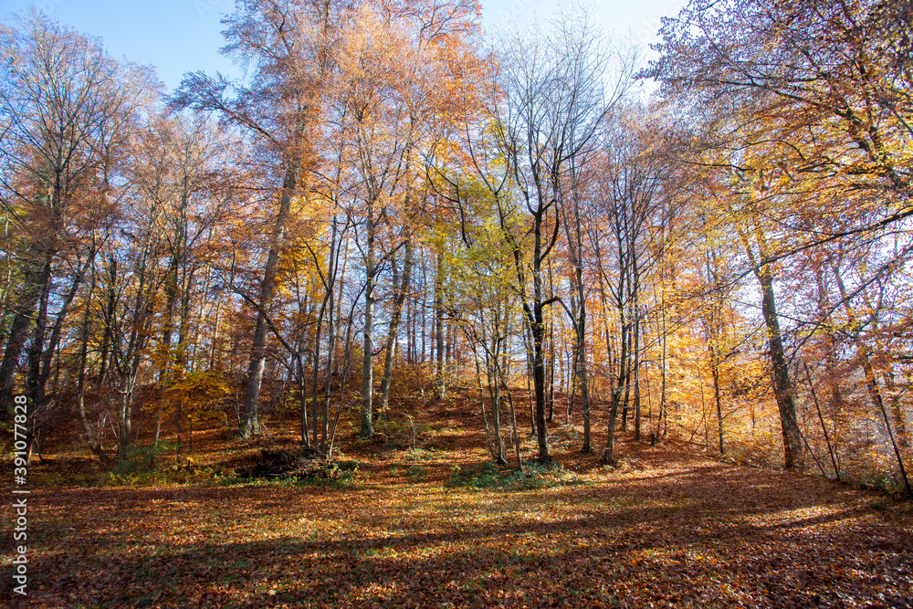 Fototapeta premium Forest landscape in autumn: Colorful leaves, sunbeams and positive atmosphere