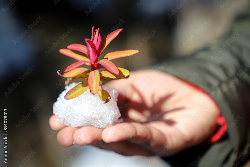 A conceptual photo-happiness in small things -life everywhere-hand holing some snow over it a small red leaf tree  
