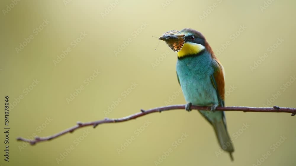 Bee eater bird - ( Merops apiaster )