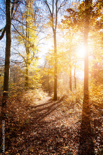 Forest landscape in autumn: Colorful leaves, sunbeams and positive atmosphere