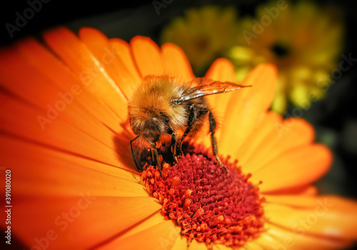 Bee on Sunny Flower