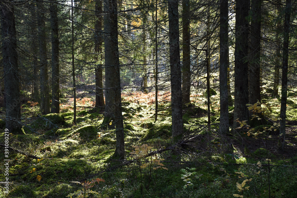 Obraz premium Beautiful sunlit spruce tree forest