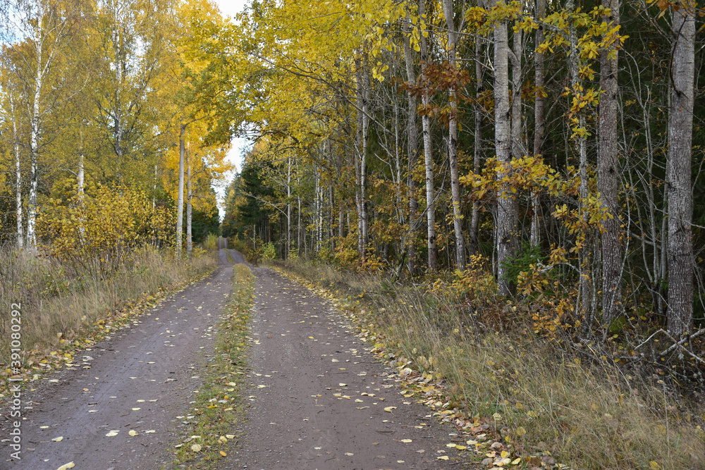 Forest road with fallen aspen leaves