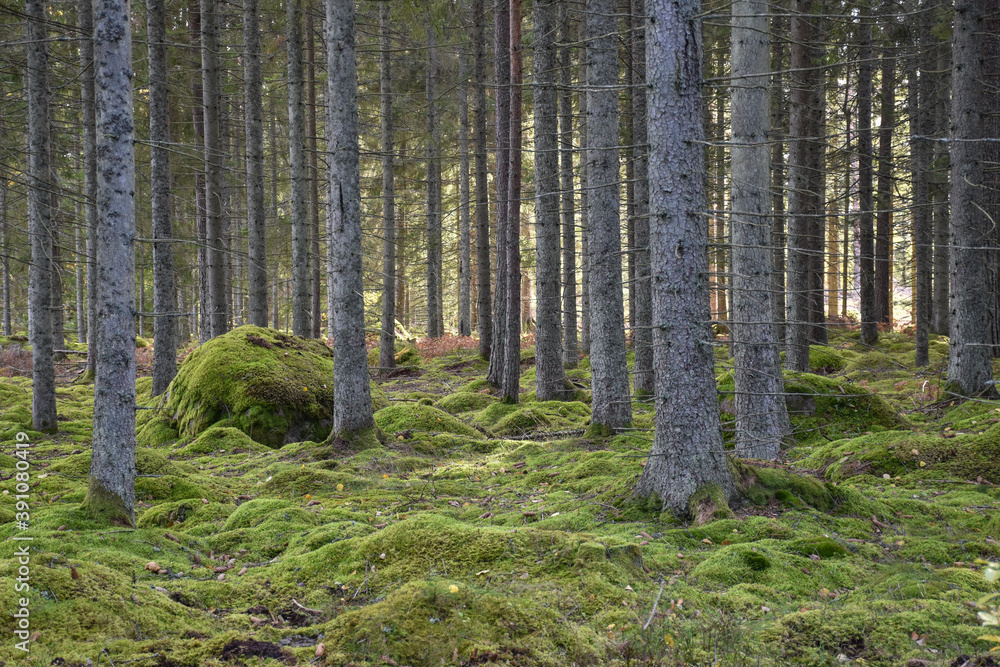 Fototapeta premium Mossgrown ground in a green spruce tree forest
