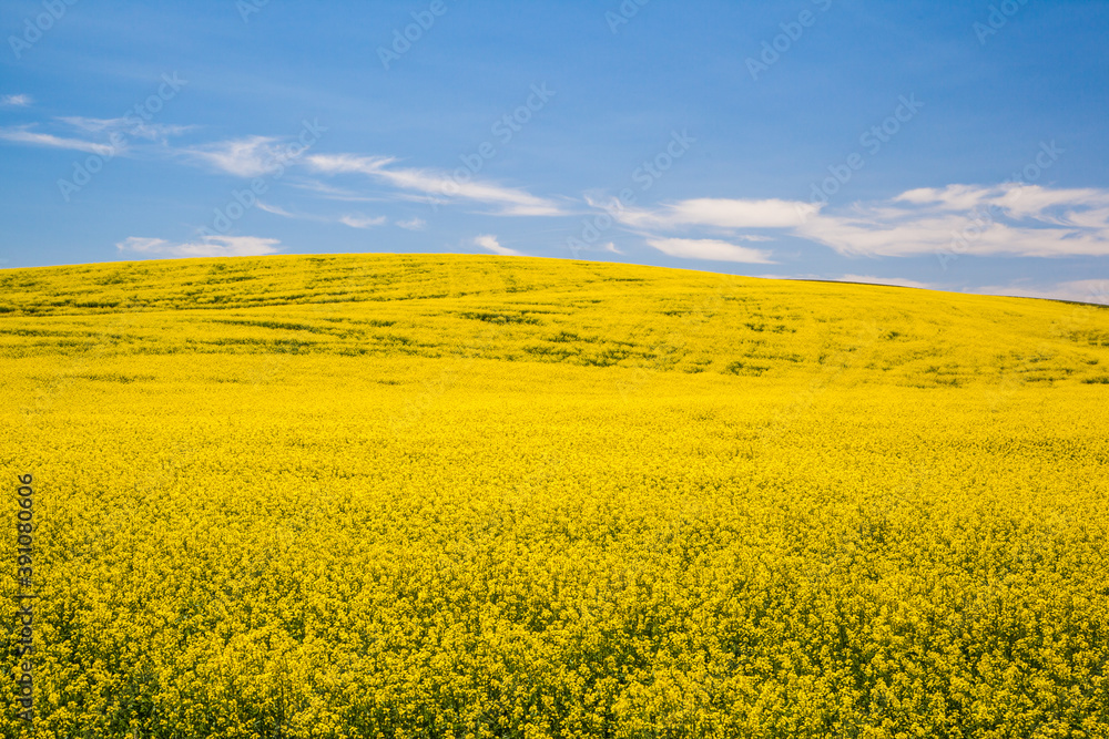 Blooming yellow Canola field with deep blue sky in summer, in Palouse, Washington, USA. Blooming yellow Canola field with deep blue sky in summer, in Palouse, Washington, USA.