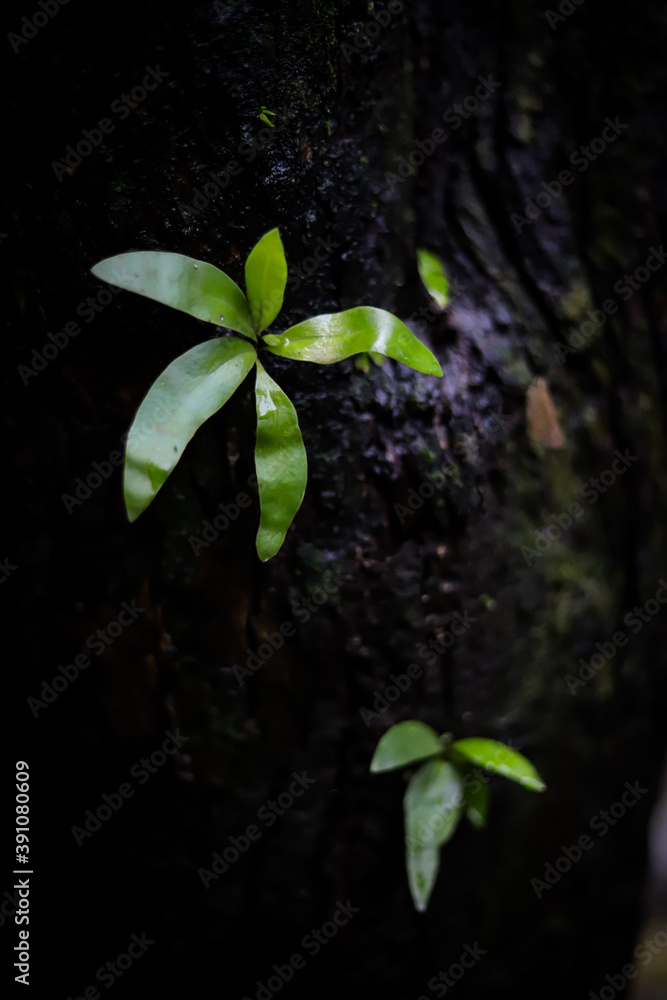 green plant growing on the trunk of an old tree green plant growing on the trunk of an old tree
