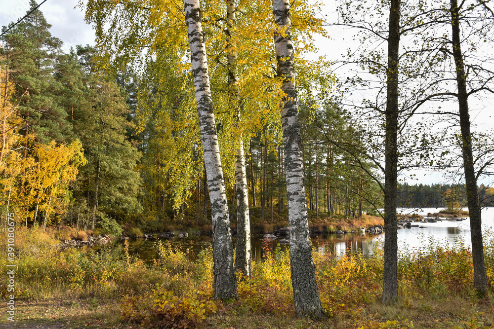 Glowing birch trees by lakeside