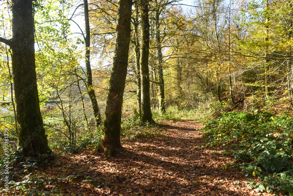 Belgique Wallonie automne nature foret sentier balade randonnée Belgique Wallonie automne nature foret sentier balade randonnée