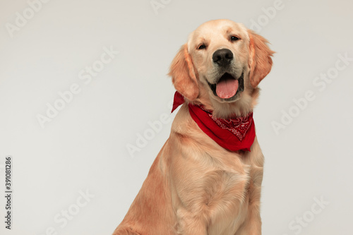 cute happy golden retriever dog sticking out his tongue