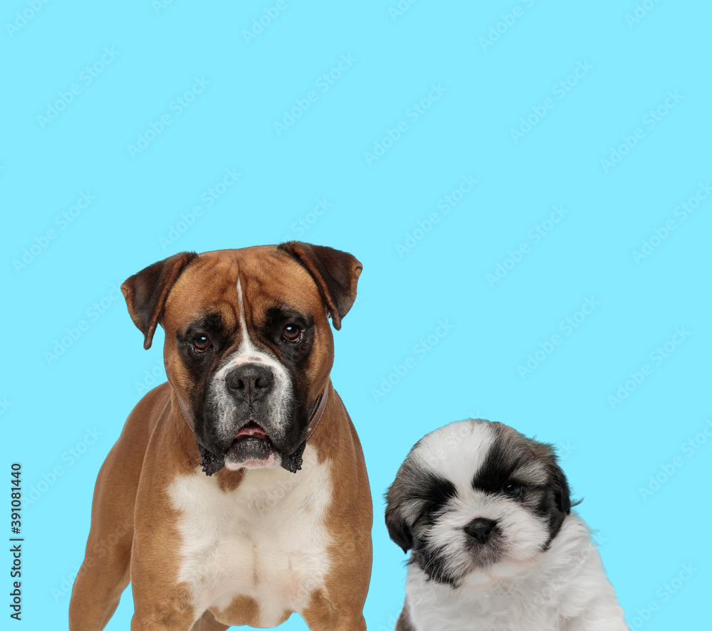 Dutiful Boxer looking forward and Shih Tzu cub