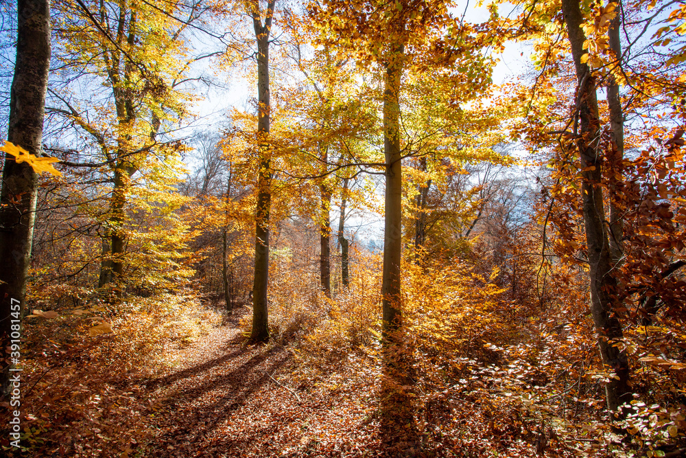 Fototapeta premium Forest landscape in autumn: Colorful leaves, sunbeams and positive atmosphere