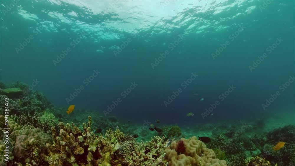 Colourful tropical coral reef. Scene reef. Marine life sea world. Philippines. Colourful tropical coral reef. Scene reef. Marine life sea world. Philippines.