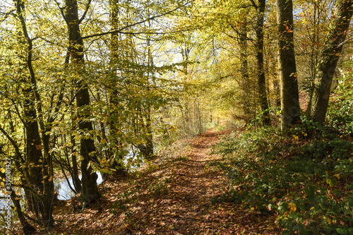 Belgique Wallonie automne nature foret sentier balade randonnée